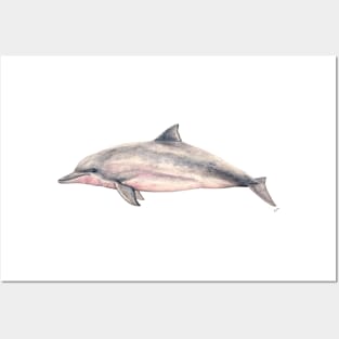 Tucuxi pink river dolphin Posters and Art